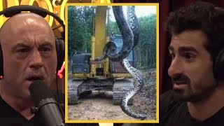 JRE 60 Foot Anaconda Is It REAL [upl. by Eirrac182]