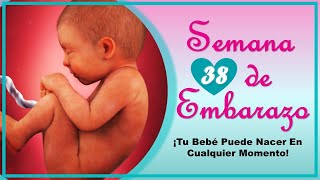 ❤️ SEMANA 38 DE EMBARAZO🤰 ❤️ ⏩ EMBARAZO SEMANA A SEMANA ⏩ Desarrollo y Evolución del Bebé 👶🏻 [upl. by Aelahs]