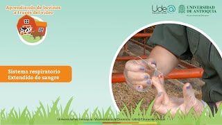 Sistema cardiovascular  Extendido de sangre [upl. by Aiouqahs]