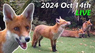 Foxes Live  2024 October 14th [upl. by Nertie]