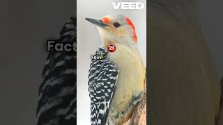 Funfacts about Black Woodpecker facts [upl. by Braynard783]