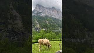 Lauterbrunnen🇨🇭schweiz reise alpen wasserfall [upl. by Nelehyram]