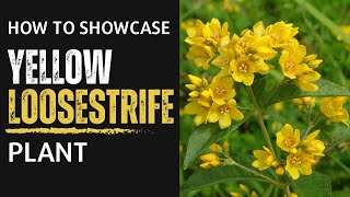 Glorious Yellow How to Showcase the Radiant Yellow Loosestrife Plant [upl. by Lazarus496]