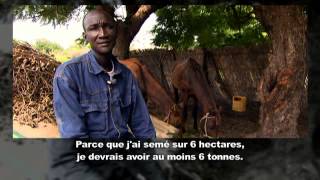 Les exploitations agricoles peuventelles nourrir le Sénégal [upl. by Eerdua]