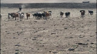 Overgrazing For 30 years Liver stocks From Northern Namibia [upl. by Tierell]