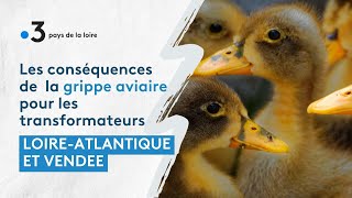 Grippe aviaire en LoireAtlantique et Vendée  les conséquences pour les transformateurs [upl. by Merl]