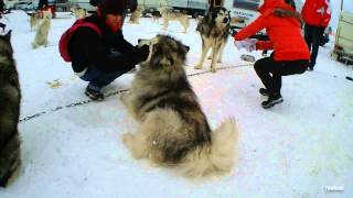 Les Fourgs  Chiens de traîneaux  Championnat de France 2013  Coulisses [upl. by Nnaael]