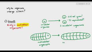 55 Purpose of Mitosis Cambridge AS amp A Level Biology 9700 [upl. by Yrelav]