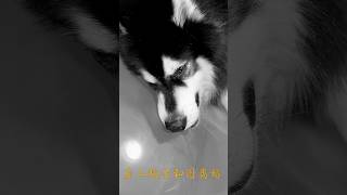 Divorce with Urgo Dog Li in the Nation of Republic Dog 推薦 doglover 熱門 cute pets dog alaska [upl. by Arinayed]