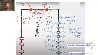 Le potentiel daction  Cours de Physiologie  Biochimie Facile [upl. by Eisak]