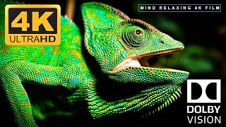 Wonderful Chameleon Changing Color 4k Ultra HD [upl. by Avonasac]