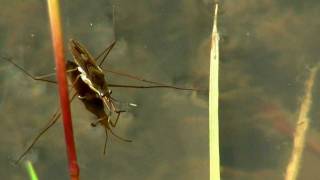 Common Pond Skater Water Strider or Water Bug Gerris lacustris  Gemeiner Wasserläufer 4 [upl. by Inaniel]