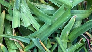 How to Manage Hyacinth Leaves After Blooms [upl. by Siramed]