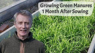 Growing Green Manures  Part 2 Green Manure Plants One Month After Sowing Seed [upl. by Dell92]