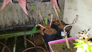 Plantado de esquejes de Ficus Benjamina 10052020 [upl. by Airrotal]