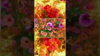 Dharti Pe Pao  Happy Navratri  Lily Flowers 💐 💫 💖 naturevideography happynavtri reels shorts [upl. by Yorgo624]