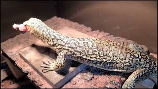 Varannus melinus Quince monitor eating chicken wing [upl. by Murray]