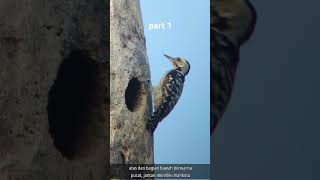 The Fulvousbreasted Woodpecker education birds nature wildlife phonescoping shorts [upl. by Reemas]