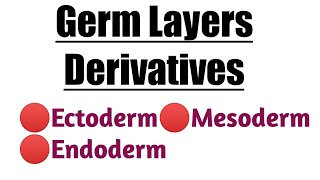 Germ Layers Derivatives  Ectoderm  Mesoderm  Endoderm [upl. by Worthington]