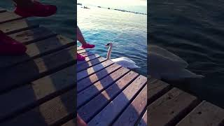 Peschiera del Garda italy music viral travel [upl. by Theola677]