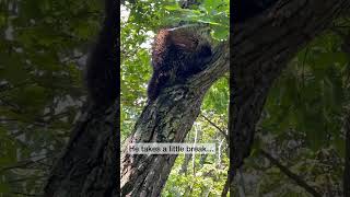 Have you ever seen a porcupine climbing a tree [upl. by Gnolb798]