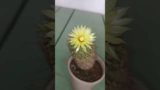 Miniature barrel cactus  yellow fragrance flower  fishhook cactus  Thelocactus setispinus [upl. by Eelam585]