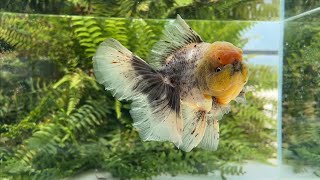 14954 tricolor Rosetail Oranda [upl. by Adnara]