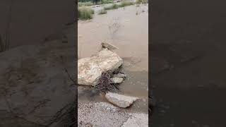 llegada del rio a vinaros Dana temporal en valencia [upl. by Mcgill]