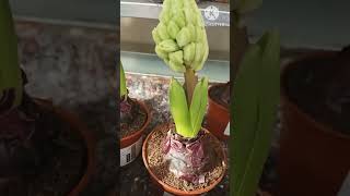 My Beautiful Hyacinthus Orientalis Plants plants flowergardening nature flowers plantito [upl. by Marylin]