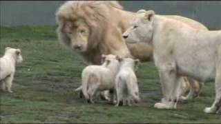 White Lion Cubs birth part 2  starting to eat [upl. by Shreeves882]