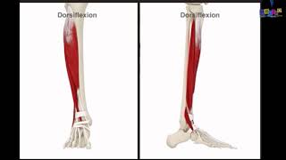 Le membre inférieur  les muscles de la jambe [upl. by Arreic]