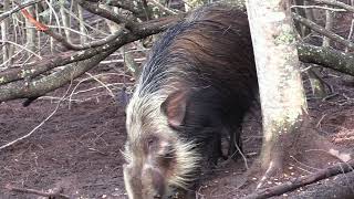 Bow hunting Bushpig during the day  South Africa [upl. by Gayl]