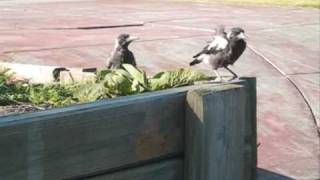 Baby Magpies playing in front yard [upl. by Jeremias]