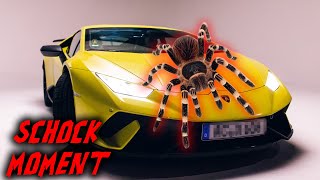 Vogelspinne im LAMBO 😱🕷🔥  DIE RICHTIGE REAKTION [upl. by Matrona980]