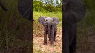 Mini elephant Noise [upl. by Domini]