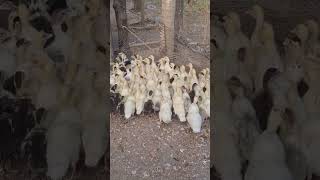 Canetons de la maison du canard  🦆🦆🦆caneton e [upl. by Eibor]