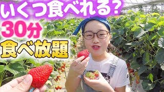 いちご狩り30分食べ放題大好きないちご何個食べた？おもしろい形のいちごもw  ひまひまチャンネル [upl. by Acinnod]