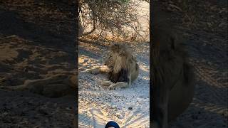 Lion and Safari safari wildlife animals shortsfeed viralvideo [upl. by Jollanta]