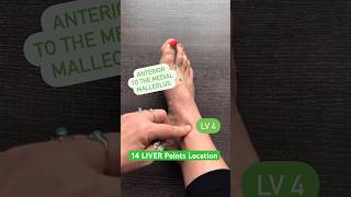 How to locate the 14 LIVER Acupuncture Points acupuncturepoints [upl. by Marley]