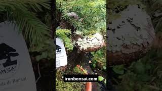 Picea abies prebonsai irunbonsaicom [upl. by Eneli679]