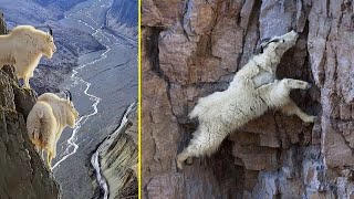 How Mountain Goats Walk On Sheer Cliffs Subduing Gravity [upl. by Portie707]