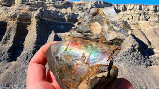 AMMOLITE Iridescence amp Crystals Baculites Rockhounding [upl. by Paloma]