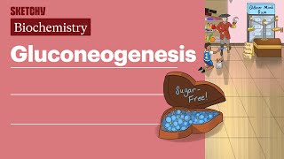 Gluconeogenesis Biochemistry  USMLE Step 1  Sketchy Medical [upl. by Serge941]