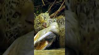 Jaguars Thrilling Assault on Caiman [upl. by Adnorrahs]