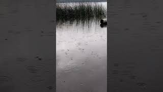 Tropfen auf den See 💧 regen see lake rainsounds classic [upl. by Eidson]