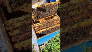 Vjelja ne kulloten e Shqopes Vjeshtake Amuriqit  Honey Harvest  Dhermi Albania 261024 [upl. by Strephonn]