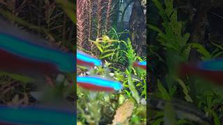 How to Grow Rotala bush  Rotala Rotundifolia  Blood red [upl. by Wolk]