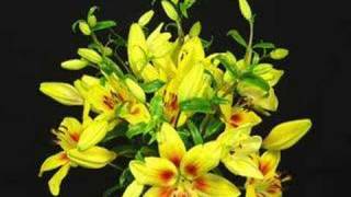 TimeLapse Blooming of Day Lilies [upl. by Gilly]