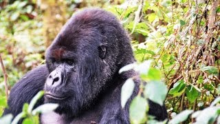 Gorillas im Zoo Duisburg [upl. by Bryanty]