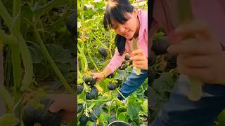 Amazing Boiled Delicious Sweet Pumpkin  Pumpkin Farming shorts satisfying [upl. by Raye627]